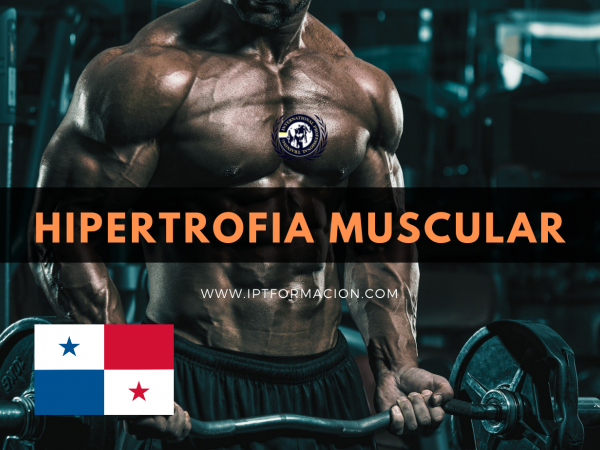 Entrenamiento Para Hipertrofia Muscular